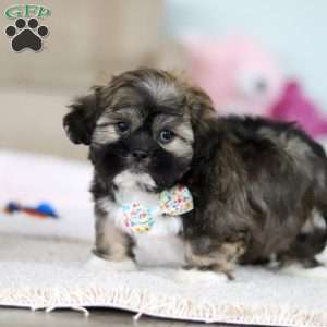 Prince, Lhasa Apso Puppy